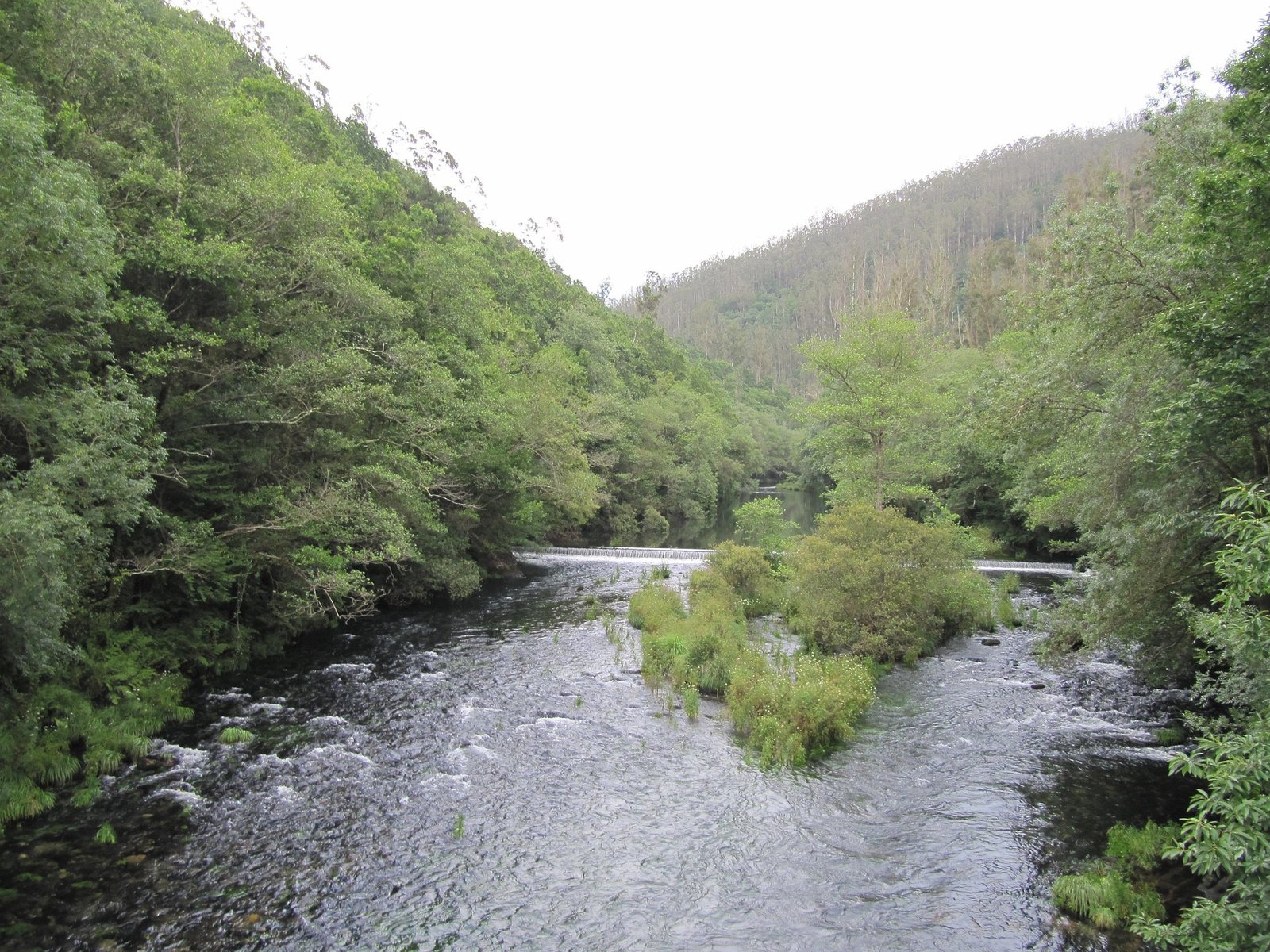 Río tranquilo entre árboles representando un paisaje sonoro natural relajante